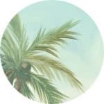circular preview of a painted palm tree wallpaper in vibrant colors