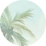 circular preview of a misty painted palm tree wallpaper
